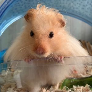 Meet your Posher, Carrie